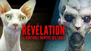 Révélation : la véritable identité des chats