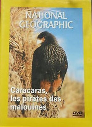 Caracaras, les pirates des Malouines