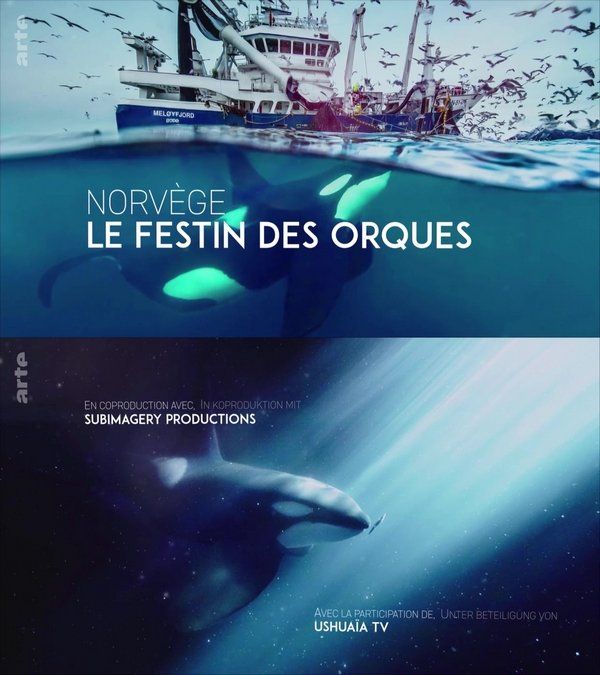 Norvège: Le Festin des orques