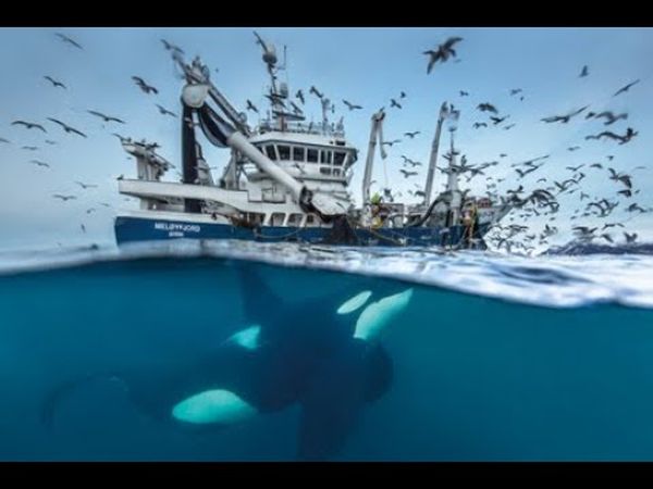 Norvège: Le Festin des orques