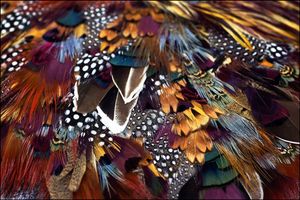 Une vie semée de fleurs et de plumes