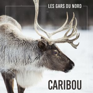 Caribou