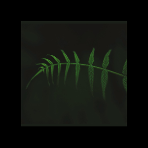 Elkhfa (EP)