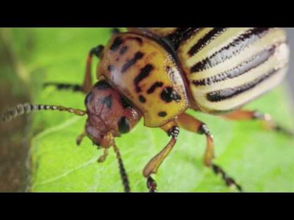 Les insectes - Des héros à 6 pattes