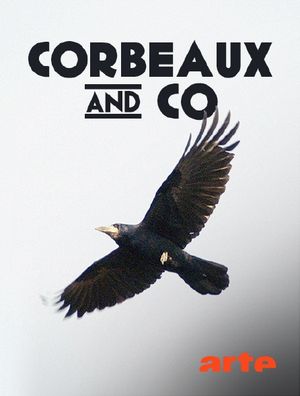 Corbeaux & co - Malins comme des singes!