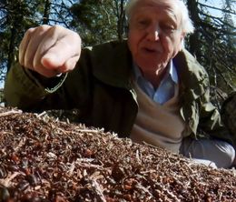 image-https://media.senscritique.com/media/000019872549/0/david_attenborough_s_ant_mountain.jpg