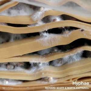 Hyphae