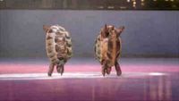 Tortues patineuses