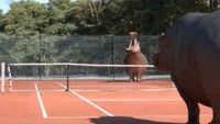 Hippopotame - tennis