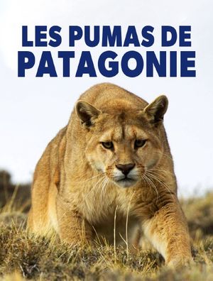Les Pumas de Patagonie
