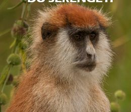 image-https://media.senscritique.com/media/000019902218/0/les_singes_du_serengeti.jpg