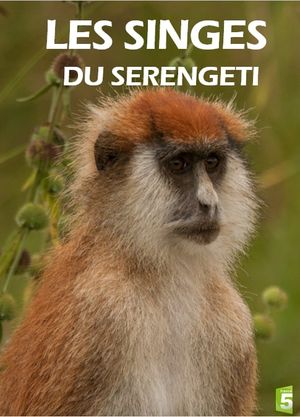 Les Singes du Serengeti