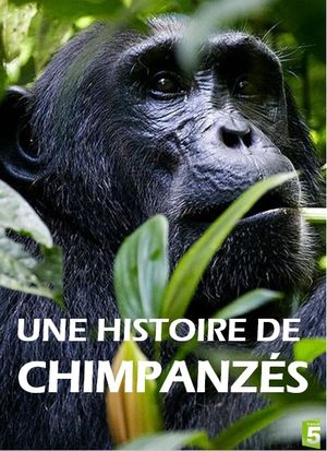 Une histoire de chimpanzés