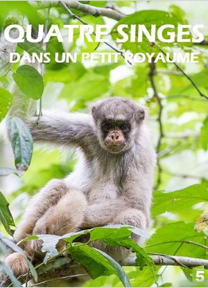 Quatre singes dans un petit royaume