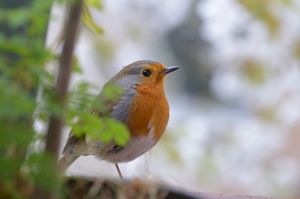 learn from one bird how to sing