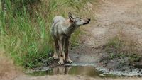 Des chiens sur la piste des loups