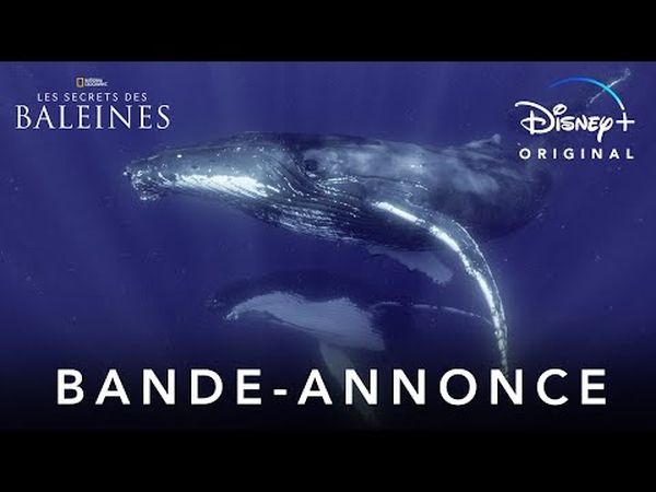 Les Secrets des baleines