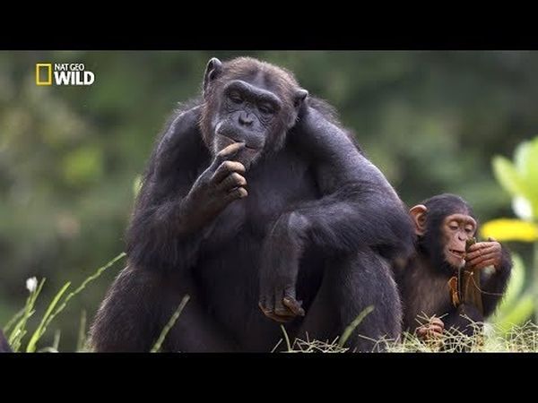 Une histoire de chimpanzés