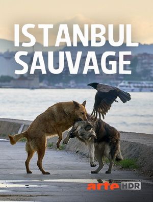 Istanbul sauvage