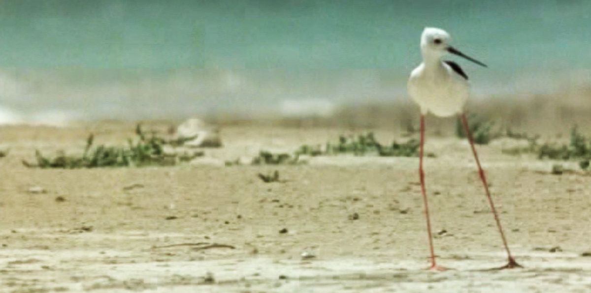 Le Territoire des autres Documentaire (1970) SensCritique