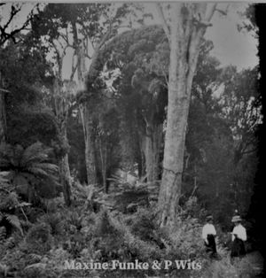 Forest Photographer