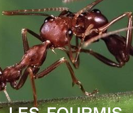 image-https://media.senscritique.com/media/000019931213/0/les_secrets_de_la_jungle_d_afrique_les_fourmis.png