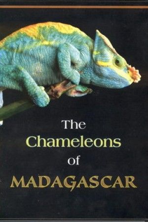 Les Caméléons de Madagascar