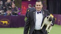 Concours canin à Westminster