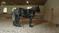 Percheron, le retour du cheval de trait