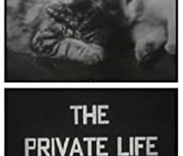 image-https://media.senscritique.com/media/000019963741/0/the_private_life_of_a_cat.jpg