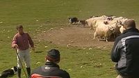De schapenherder