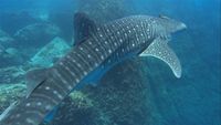 Whale Sharks:  Gentle Giants