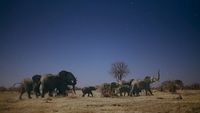 Des éléphants dans la plaine