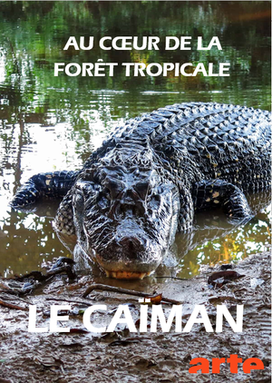 Au cœur de la forêt tropicale - Le Caïman