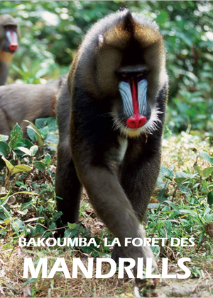 Bakoumba, la forêt des mandrills