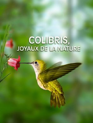 Colibris, joyaux de la nature