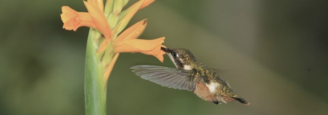 Cover Colibris, joyaux de la nature