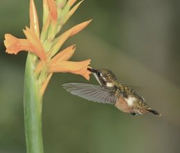 image-https://media.senscritique.com/media/000020006861/0/colibris_joyaux_de_la_nature.jpg