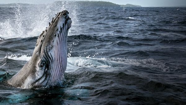 Les Secrets des baleines
