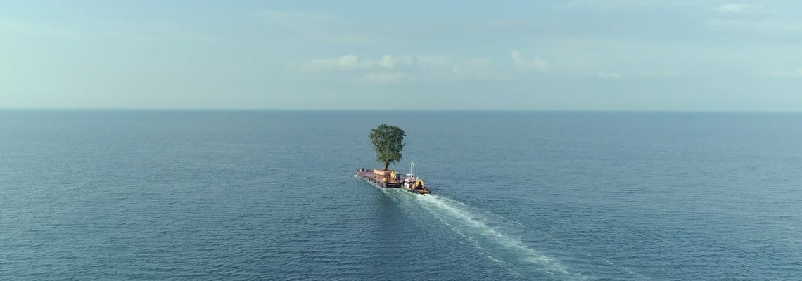 Cover Taming the Garden