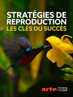 Stratégies de reproduction (2/2) - les clés du succès