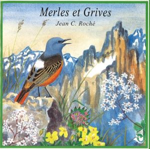 Merles et grives / Larger Thrushes