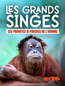 Affiche Les grands singes : Ces primates si proches de l'Homme
