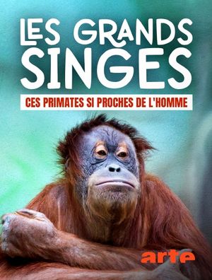 Les grands singes : Ces primates si proches de l'Homme
