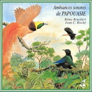 Amblyornis subalaris / Oiseau-jardinier à huppe orange / Striped Gardener Bowerbird