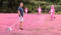 Pity in Pink