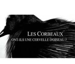 image-https://media.senscritique.com/media/000020067261/0/les_corbeaux_ont_ils_une_cervelle_d_oiseau.jpg