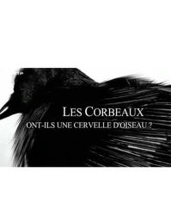 Les corbeaux ont-ils une cervelle d'oiseau ?