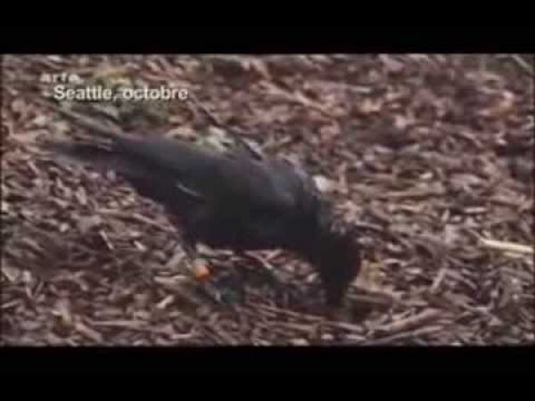 Les corbeaux ont-ils une cervelle d'oiseau ?