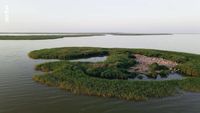 Le delta du Danube, dernier refuge des pélicans